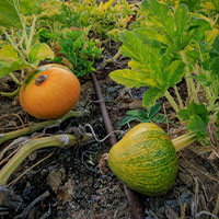 Poncho's Pumpkin Patch